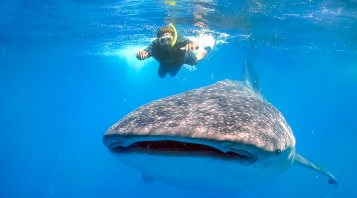 Whale shark swimming in the ocean.