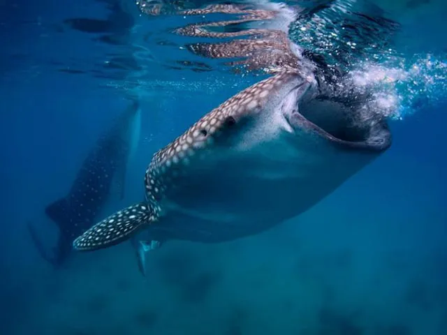 During feeding, the whale shark hovers in the water almost vertically to the surface.
