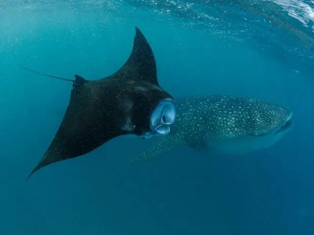 Seeing manta rays along with whale sharks is a real success! Photo by Thomas Peschak